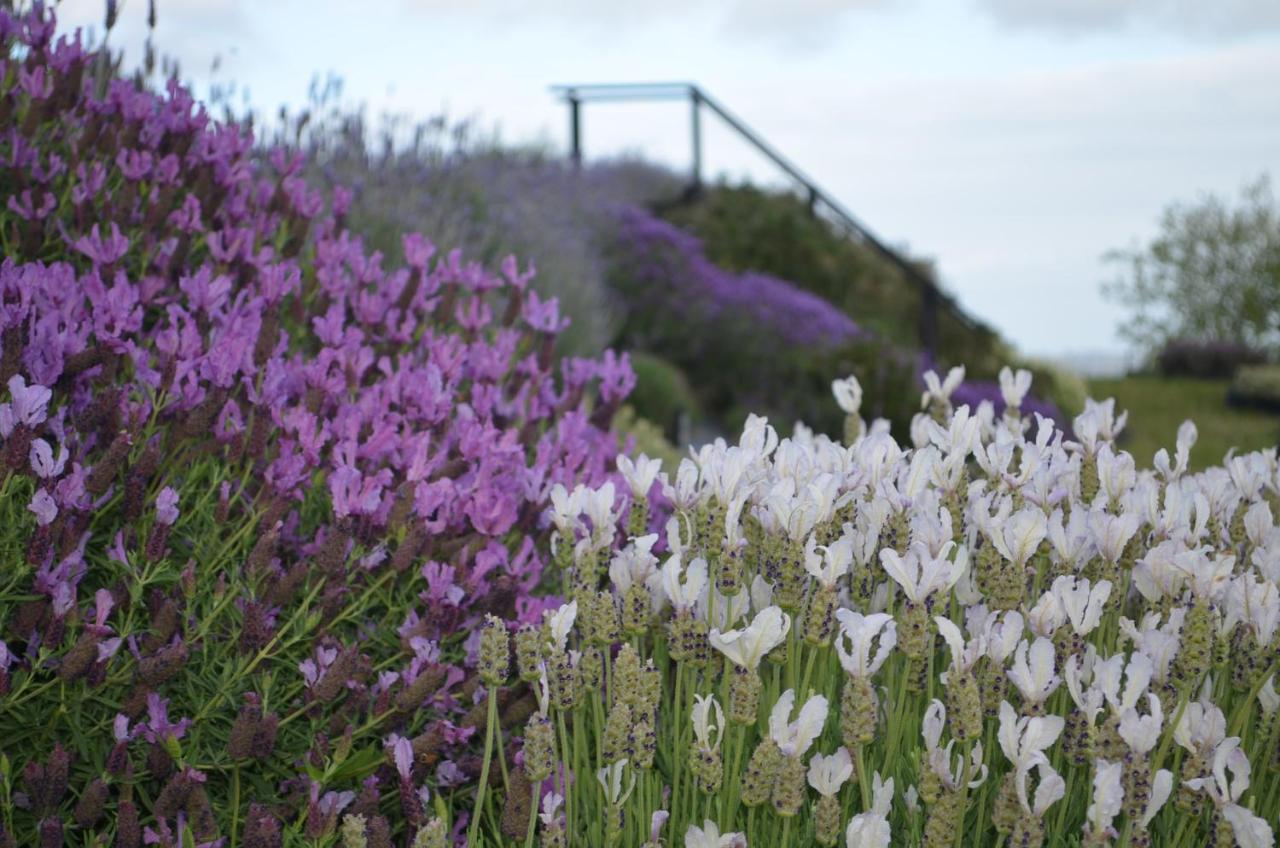 Riverhead Lavender Hill Bed & Breakfast エクステリア 写真