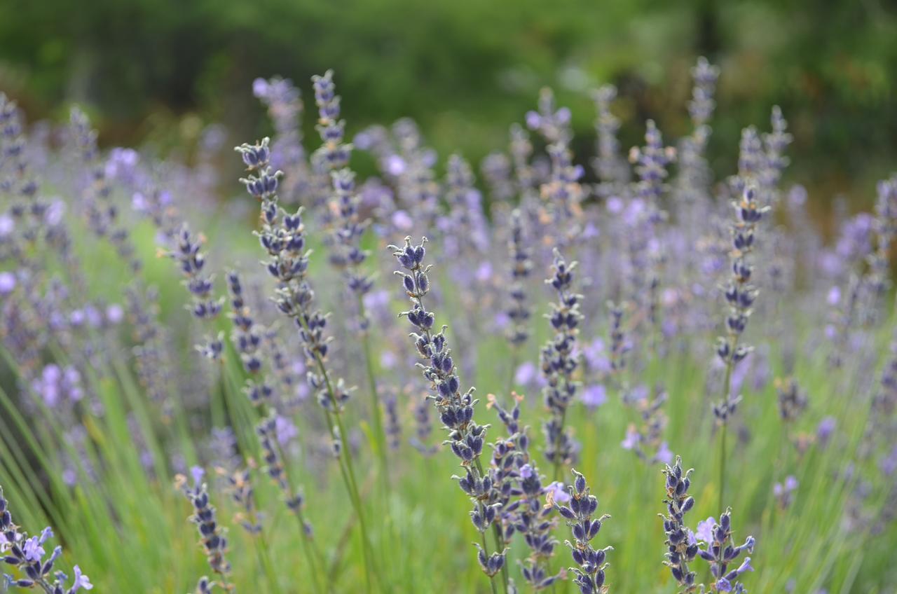 Riverhead Lavender Hill Bed & Breakfast エクステリア 写真