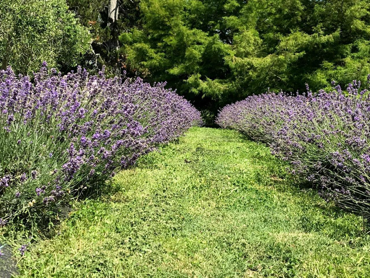 Riverhead Lavender Hill Bed & Breakfast エクステリア 写真